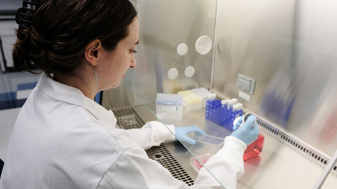 Scientist working with brain organoids in a lab